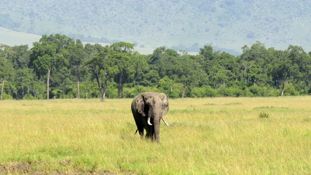 非洲象，Loxodonta africana，马赛马拉国家保护区，肯尼亚，非洲视频素材