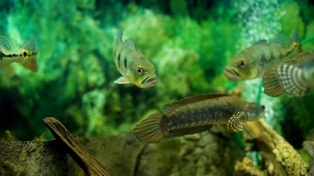 绿色种植淡水水族馆与鱼视频素材