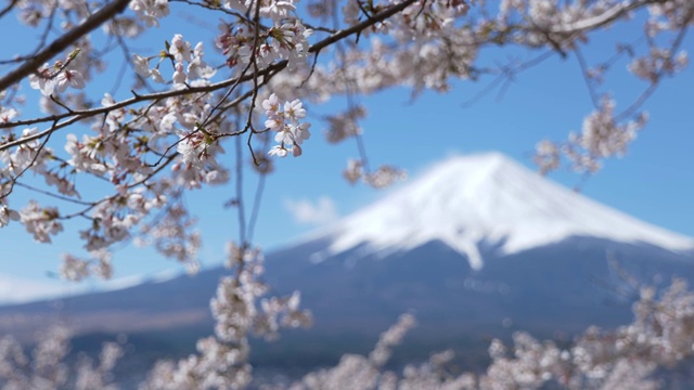 富士山和樱花视频素材