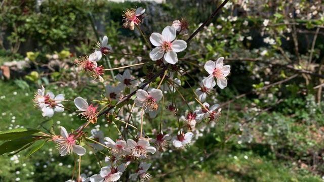 樱花在树上的特写视频素材