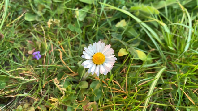 草地上的雏菊视频素材