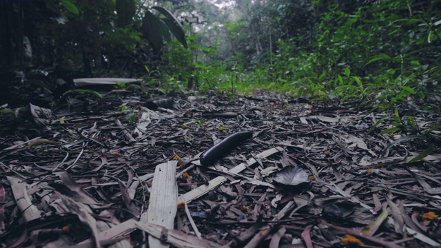 巨大的千足虫在亚洲热带雨林中爬行。近距离观察野生丛林中的热带蜈蚣。自然界的野生昆虫。视频素材