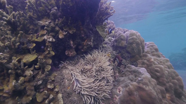 海葵在透明的海面下的珊瑚礁上游泳。近距离观察小丑鱼在海水中游泳。野生海洋动物和水下世界。视频素材