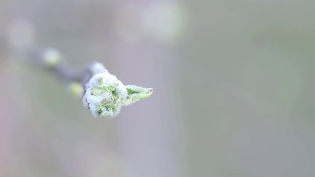 春天苹果树的芽视频素材