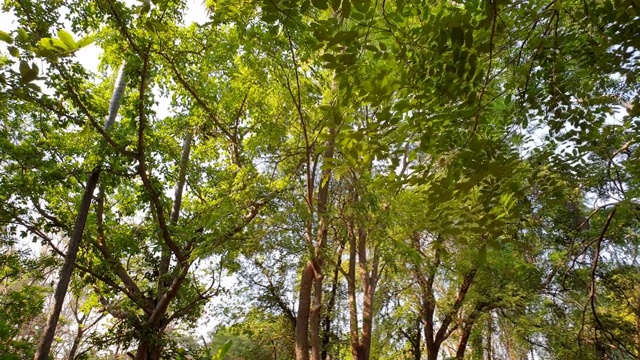 在热带雨林的树木中穿行。视频素材