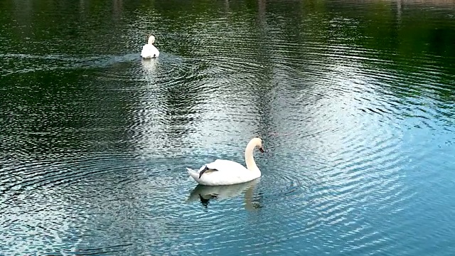 一对白天鹅和鳟鱼池塘视频素材