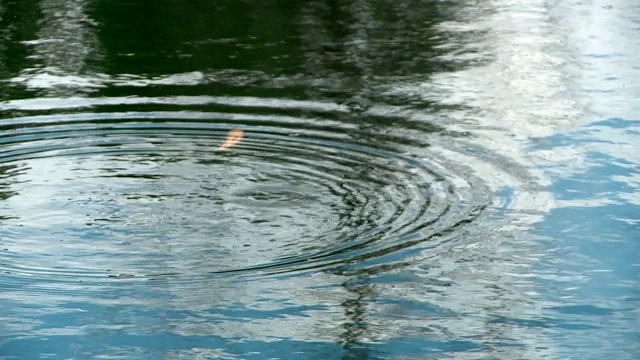 鳟鱼在池塘里游泳视频素材