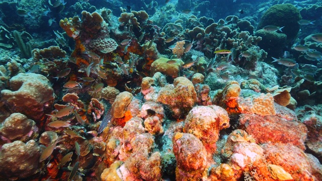 加勒比海的珊瑚礁海景，在普拉亚皮斯卡多潜水点库拉索岛周围，有各种各样的珊瑚和海绵视频素材