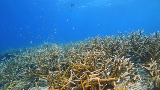 珊瑚礁海景在加勒比海库拉索岛附近的潜水地点湖都湖有大鹿角珊瑚视频素材