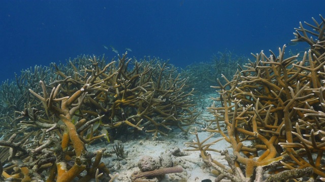 珊瑚礁海景在加勒比海库拉索岛附近的潜水地点湖都湖鹿角珊瑚视频素材