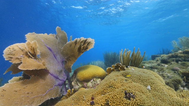 珊瑚礁海景在加勒比海库拉索岛附近的潜水地点湖都湖与海扇视频素材