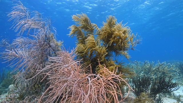 这是加勒比海库拉索岛附近的珊瑚礁海景，潜水地点湖都湖有软珊瑚视频素材