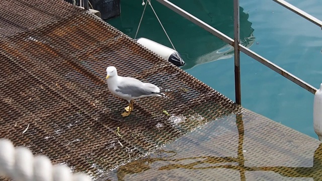 海金视频下载