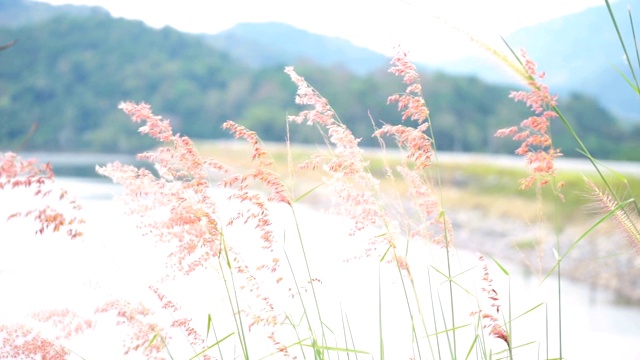 草花在夏季的景观自然视频素材