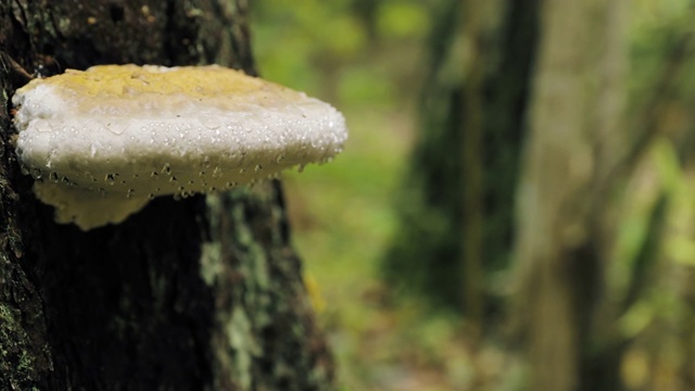 白俄罗斯别列辛斯基生物圈保护区。秋季雨天树干上的多孔菌。多孔真菌也被称为支架真菌，它们的木本子实体被称为Conks视频素材