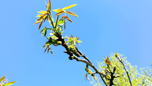 带花的枝条上核桃的嫩叶。在风中摇摆。视频素材