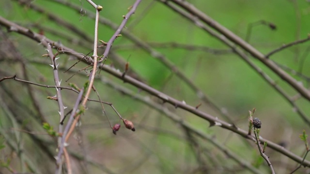 野玫瑰灌木上的大山雀(大山雀)视频素材