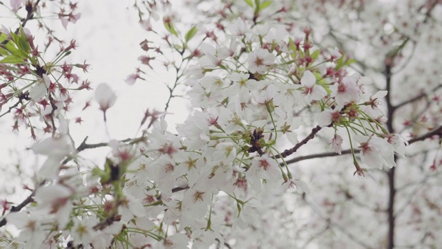 4k:樱花白色视频素材