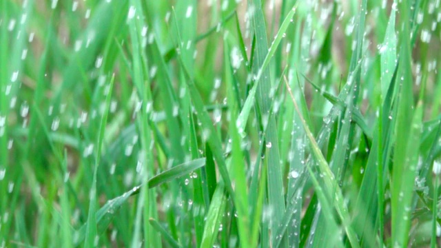 雨滴落在绿色的草地上。水珠滴落，带着清新的绿叶为大自然而活。特写镜头。缓慢的运动。水滴落在绿叶上。关闭了。草地上的水滴。视频素材