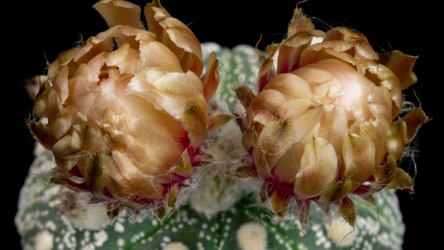 特写花的时间推移-星形植物Asterias视频素材