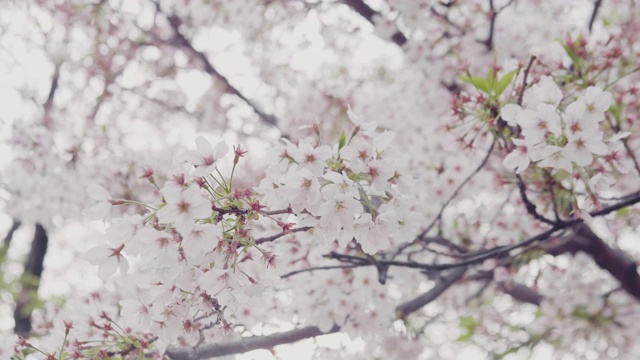 4k:樱花白色视频素材