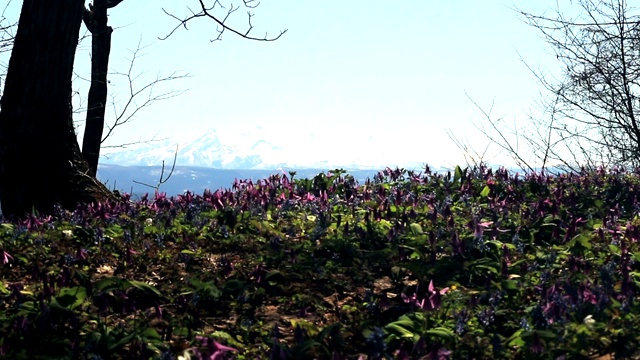 日本狗牙、紫罗兰花和大石山视频素材