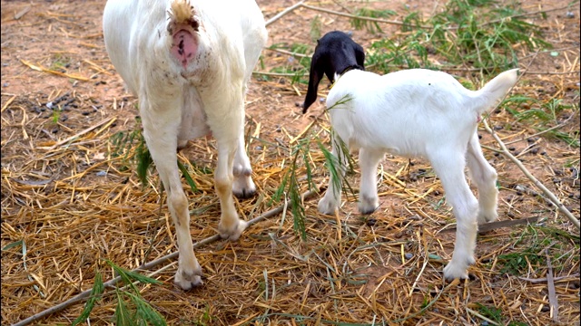 动物农场里的小山羊视频素材