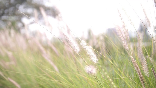 夏天野生草地视频素材