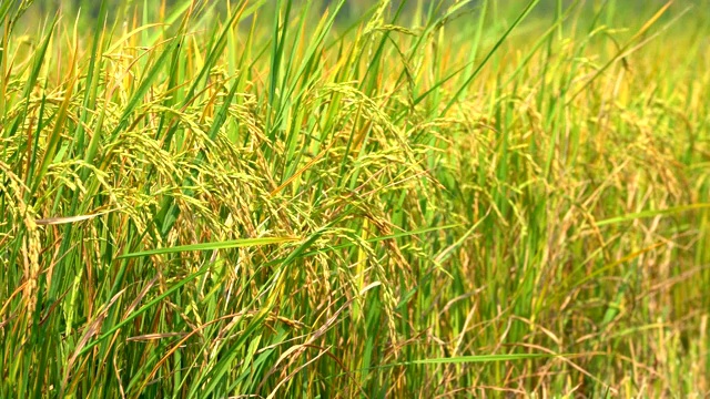 有机农业中的稻田在农民的农田里视频素材