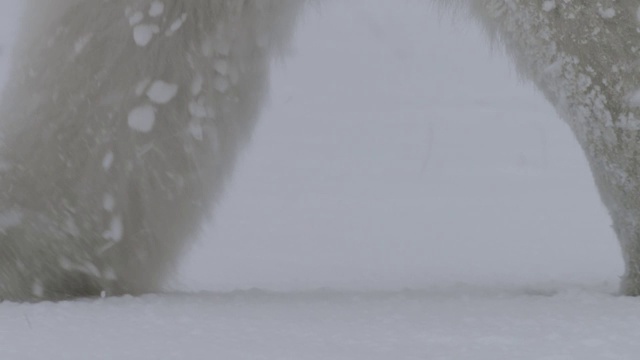 加拿大，北极熊在雪地里跋涉视频素材