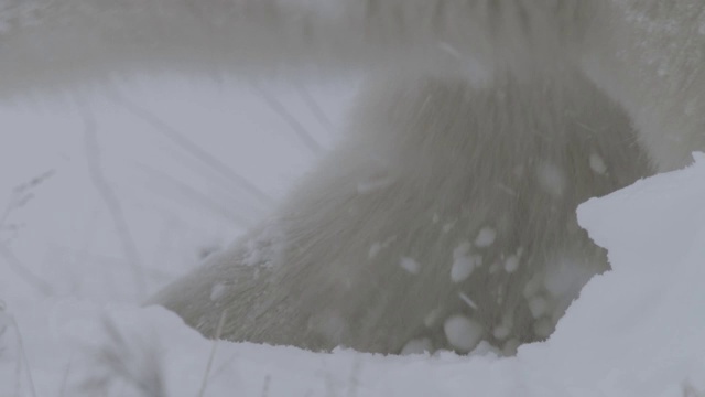 加拿大，北极熊在雪地里跋涉视频素材