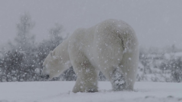 北极熊在暴风雪中行走，加拿大视频素材