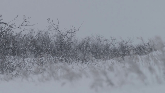 北极熊在暴风雪中行走，加拿大视频素材