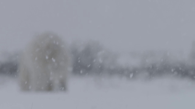 北极熊在暴风雪中行走，加拿大视频素材