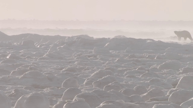 北极熊在海冰上行走，加拿大视频素材