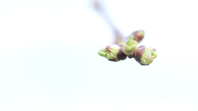 春天苹果树的芽视频素材