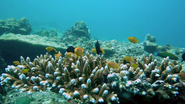 水下柠檬热带鱼(Pomacentrus moluccenis)在鹿角(Acropora)珊瑚视频素材