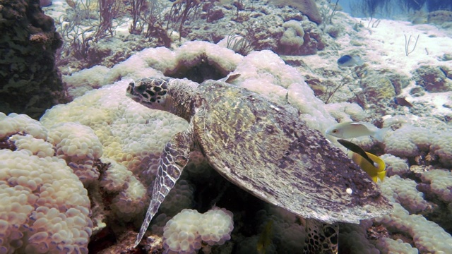 水下极度濒危的玳瑁海龟(Eretmochelys imbricata)，吃珊瑚视频素材