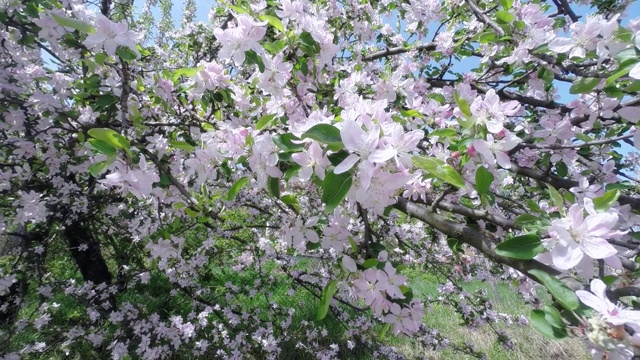 樱花树，樱花在春天。自然和春天的背景视频素材