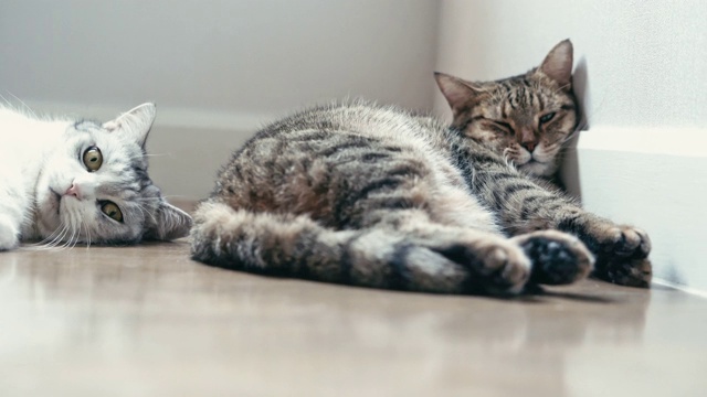 肖像猫，可爱的宠物在家里视频素材