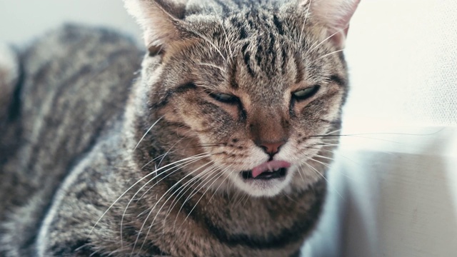 近距离观察家里可爱的宠物猫视频素材