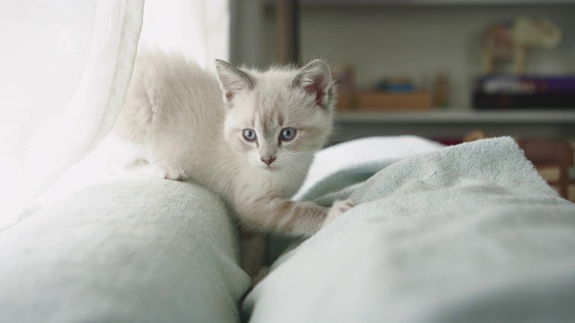 可爱的毛绒绒的猫在沙发上和窗帘上玩耍视频素材