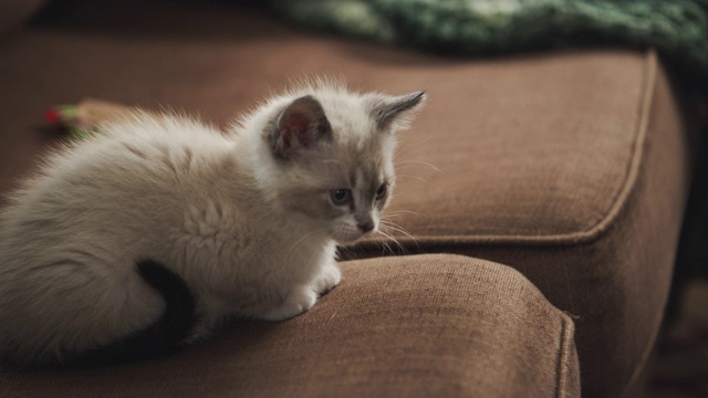 一只可爱的毛绒绒的小猫在棕色的沙发上和一只年长的红猫玩耍的特写视频素材