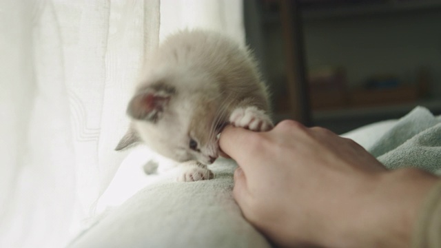 一只可爱的毛绒绒的猫在窗外玩耍，咬人的手视频素材