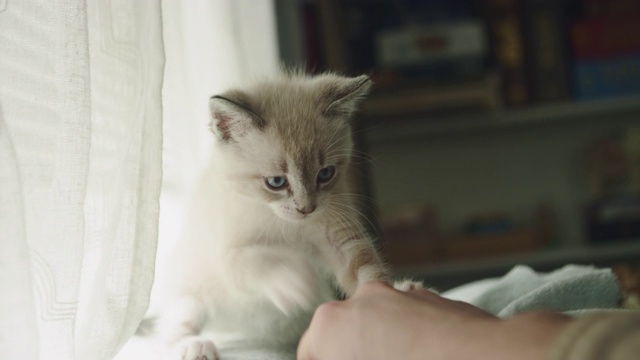 一只可爱的毛绒绒的猫玩耍并咬抓她的人的手视频素材