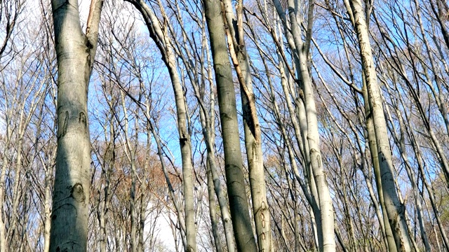 森林中树木的背景。广角镜头上的树木全景。林间空地，绿草如茵，树木高大视频素材