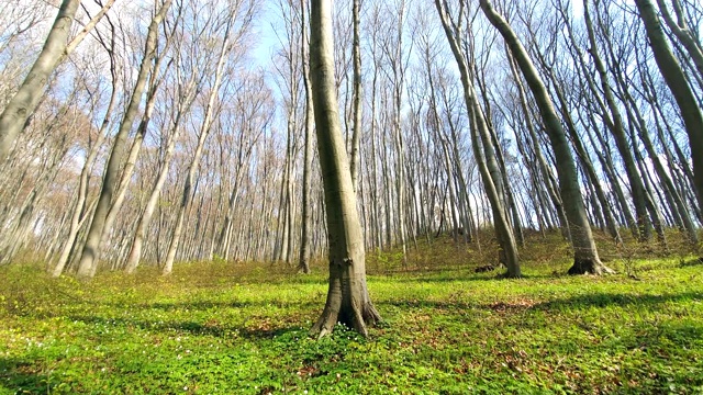 森林中树木的背景。广角镜头上的树木全景。林间空地，绿草如茵，树木高大视频素材