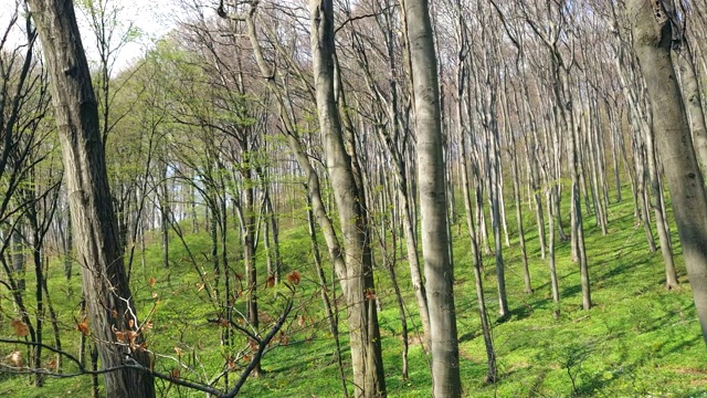 森林中树木的背景。广角镜头上的树木全景。林间空地，绿草如茵，树木高大视频素材