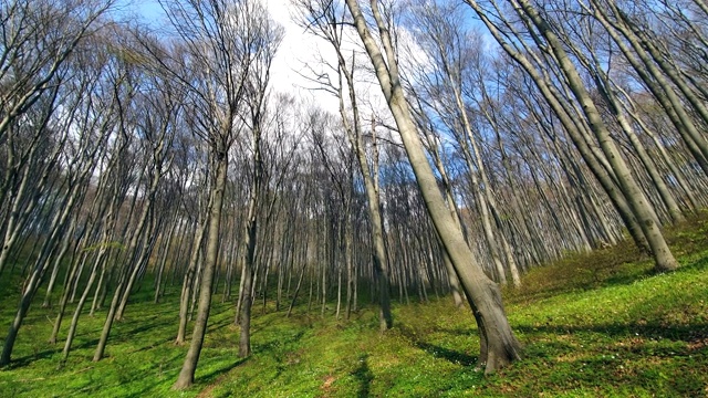 森林中树木的背景。广角镜头上的树木全景。林间空地，绿草如茵，树木高大视频素材