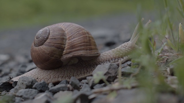 蜗牛的特写镜头视频素材